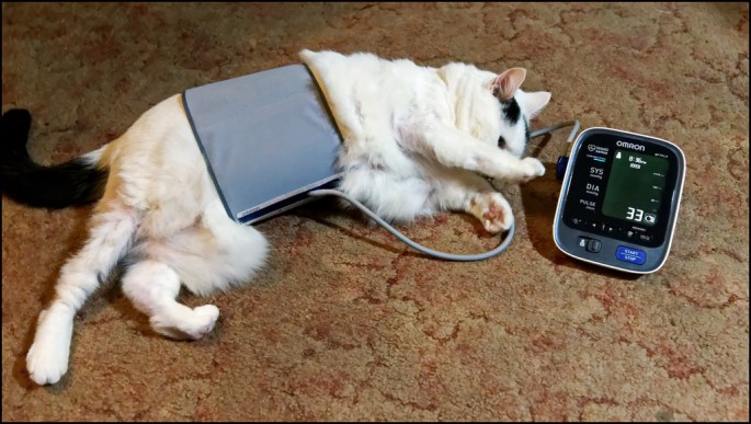 photo credit: How To Take Your Cat's Blood Pressure