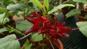 Roselle กระเจี๊ยบแดง